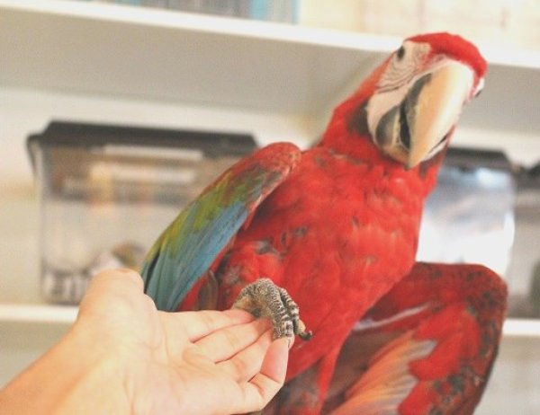 画像6: ベニコンゴウインコＰＨＢＩＩ５Ｃ１４３男の子(ご売約済） (6)