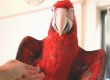 画像4: ベニコンゴウインコＰＨＢＩＩ５Ｃ１４３男の子(ご売約済） (4)