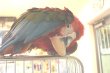 画像8: ベニコンゴウインコＰＨＢＩＩ５Ｃ１４３男の子(ご売約済） (8)