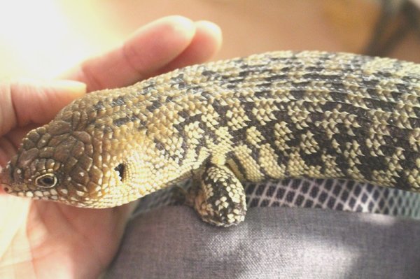 画像2: クレフトカニンガムイワトカゲ★ト♂ (2)