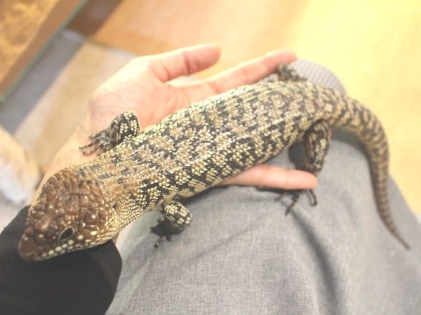 画像6: クレフトカニンガムイワトカゲ★ト♂ (6)