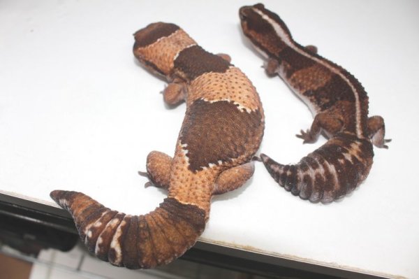 画像4: BIG　スーパージャンボ！！　♂　ニシアフリカトカゲモドキ (4)