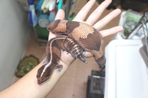 画像2: BIG　スーパージャンボ！！　♂　ニシアフリカトカゲモドキ (2)