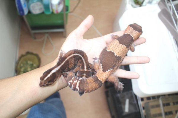 画像3: BIG　スーパージャンボ！！　♂　ニシアフリカトカゲモドキ (3)