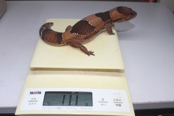 画像7: BIG　スーパージャンボ！！　♂　ニシアフリカトカゲモドキ (7)