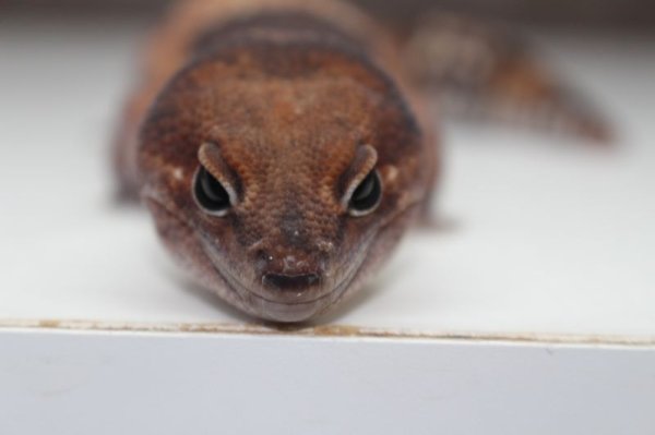 画像8: BIG　スーパージャンボ！！　♂　ニシアフリカトカゲモドキ (8)