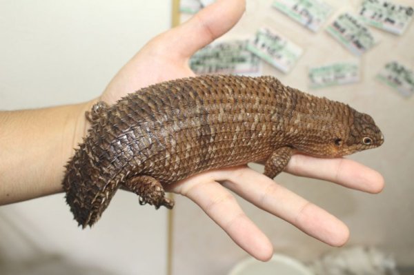 画像2: ストケスイワトカゲ　♀ (2)