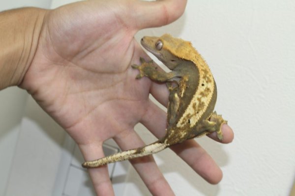 画像2: オレンジピンストライプ　（黒点入り）♀　クレステッドゲッコー (2)