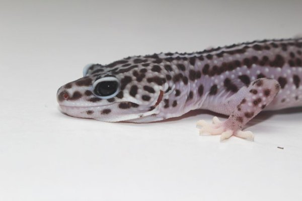 画像3: スーパーマックスノー　　ヒョウモントカゲモドキ (3)