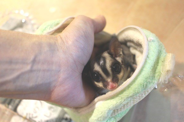 画像6: フクロモモンガ　ヤング♂ (6)