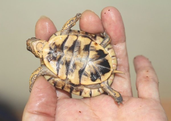 画像2: ガルフコーストハコガメB個体☆国内ＣＢ (2)