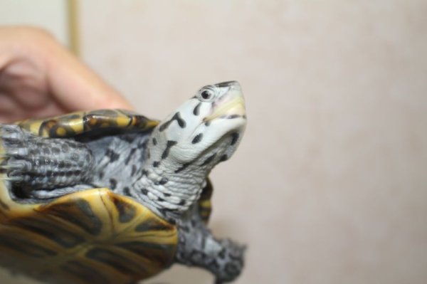 画像5: コンセントリックカロリナダイヤモンドバックテラピン　♂♀ペア (5)