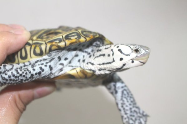 画像8: コンセントリックカロリナダイヤモンドバックテラピン　♂♀ペア (8)