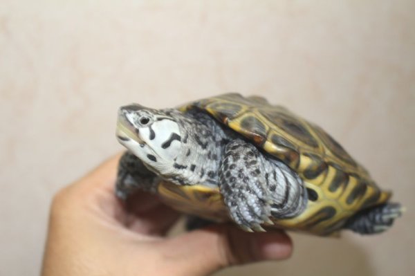 画像6: コンセントリックカロリナダイヤモンドバックテラピン　♂♀ペア (6)