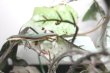 画像1: オキナワアオカナヘビ　♂♀ペア (1)