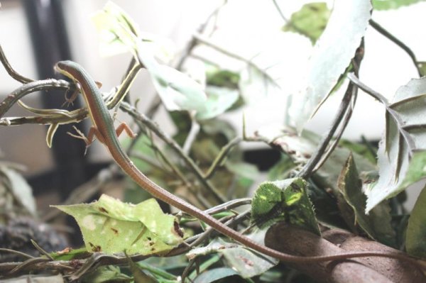 画像4: オキナワアオカナヘビ　♂♀ペア (4)