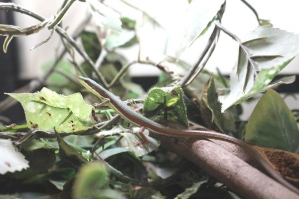 画像3: オキナワアオカナヘビ　♂♀ペア (3)