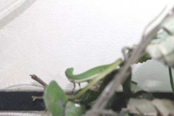 画像6: オキナワアオカナヘビ　♂♀ペア (6)