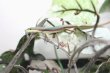 画像2: オキナワアオカナヘビ　♂♀ペア (2)