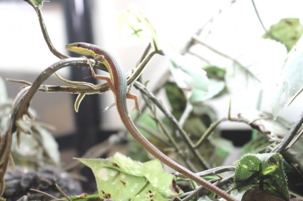 画像5: オキナワアオカナヘビ　♂♀ペア (5)