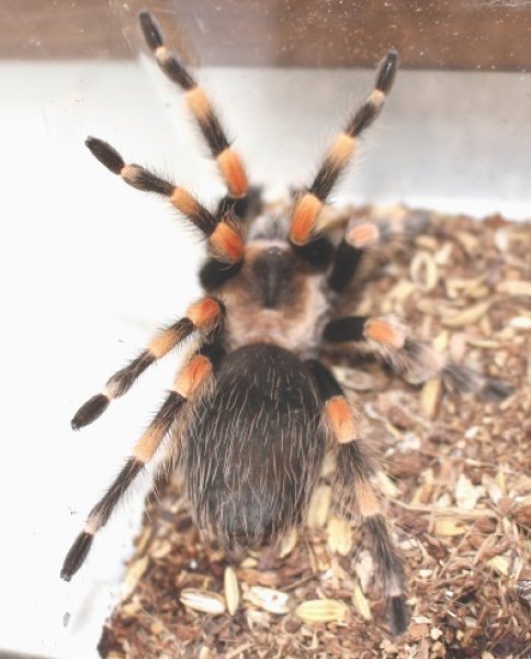 画像2: アカプルコレッドニータランチュラ☆ＥＵＣＢ (2)