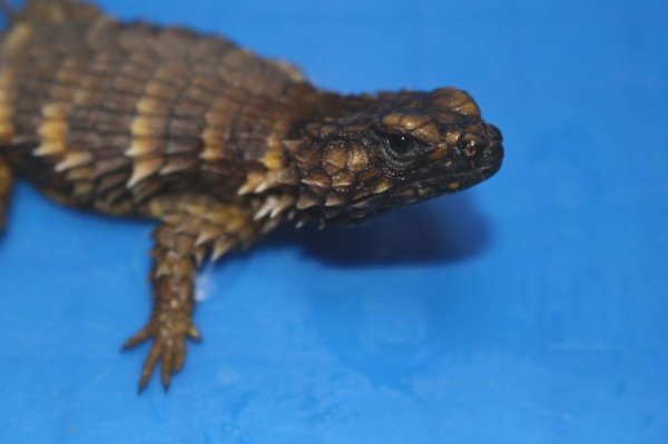 画像2: アルマジロトカゲ　ブラック　 (2)