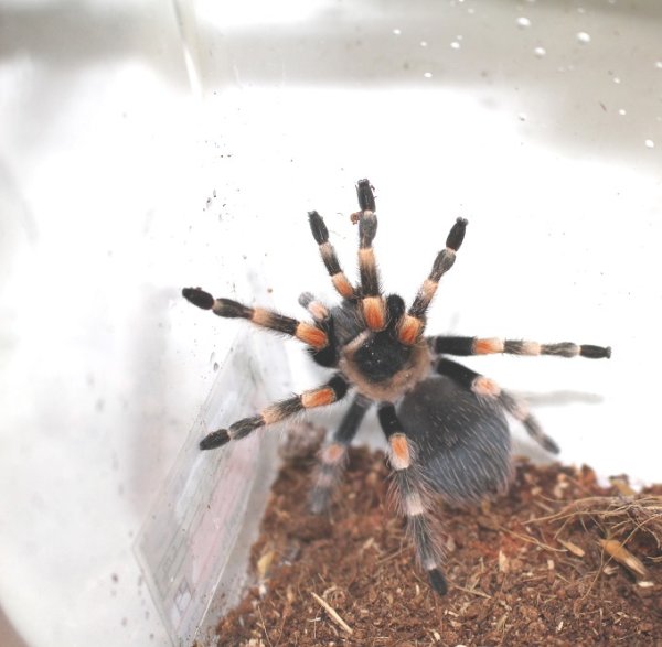 画像5: メキシカンレッドニータランチュラ★ＥＵＣＢ (5)