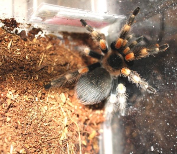 画像4: メキシカンレッドニータランチュラ★ＥＵＣＢ (4)