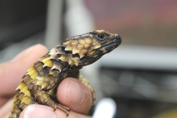 画像2: アルマジロトカゲ　メスB (2)