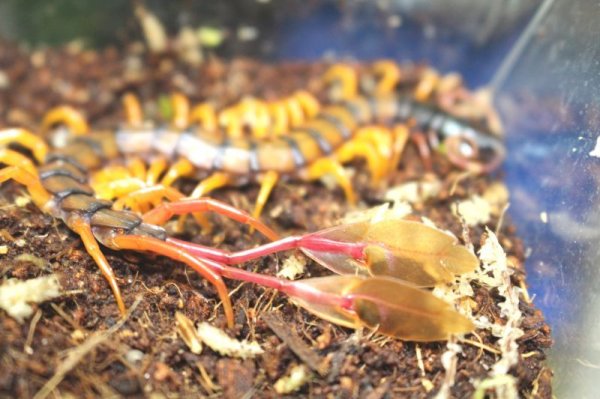 画像9: カメルーンジャイアントフェザーテールセンチピード (9)