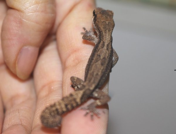 画像2: ヒメササクレヤモリ★ペア (2)