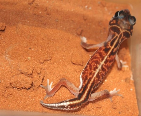 画像2: セスジタマオヤモリペア☆EUCB♀国内ＣＢ♂ (2)