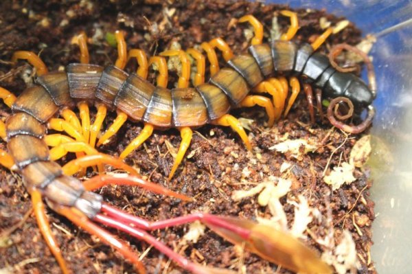 画像11: カメルーンジャイアントフェザーテールセンチピード (11)