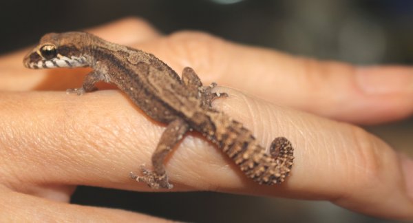 画像5: ヒメササクレヤモリ★ペア (5)