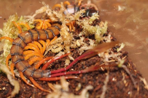 画像3: カメルーンジャイアントフェザーテールセンチピード (3)