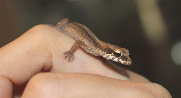 画像4: ヒメササクレヤモリ★ペア (4)