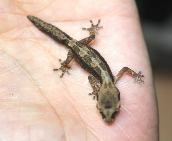 画像8: ヒメササクレヤモリ★ペア (8)