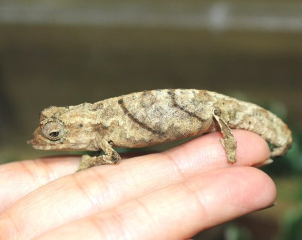 画像5: カメルーン　スペクトラムカレハカメレオン☆ペア完売しました (5)