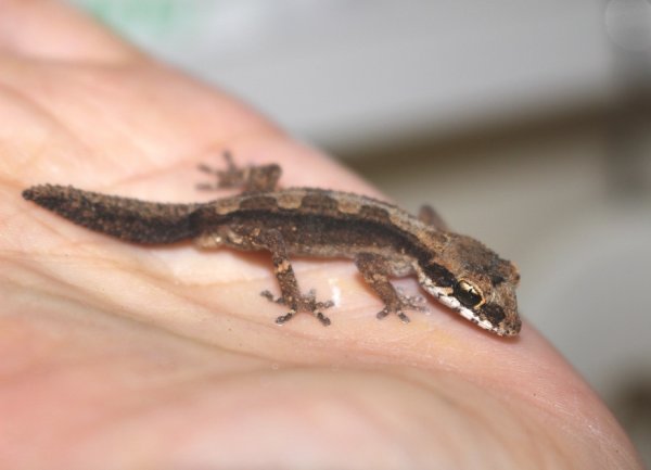 画像7: ヒメササクレヤモリ★ペア (7)