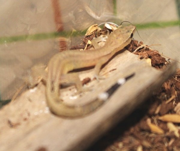 画像6: エベナビアゲッコー　ペア (6)