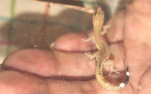 画像8: エベナビアゲッコー　ペア (8)