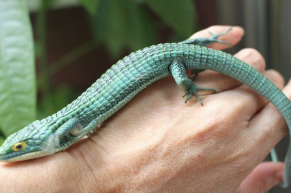 画像4: アオキノボリアリゲーター（アブロニア）♂ (4)