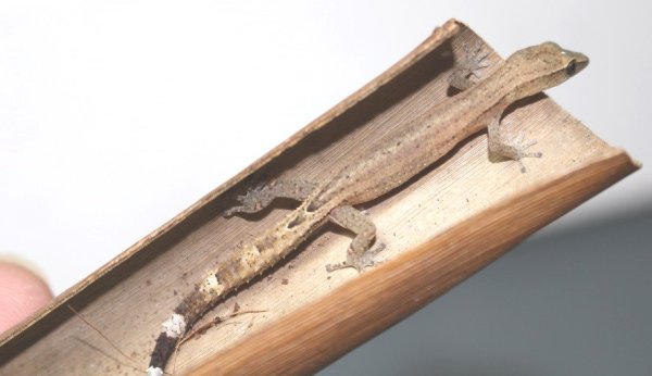 画像3: エベナビアゲッコー　ペア (3)