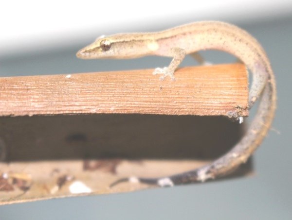 画像2: エベナビアゲッコー　ペア (2)