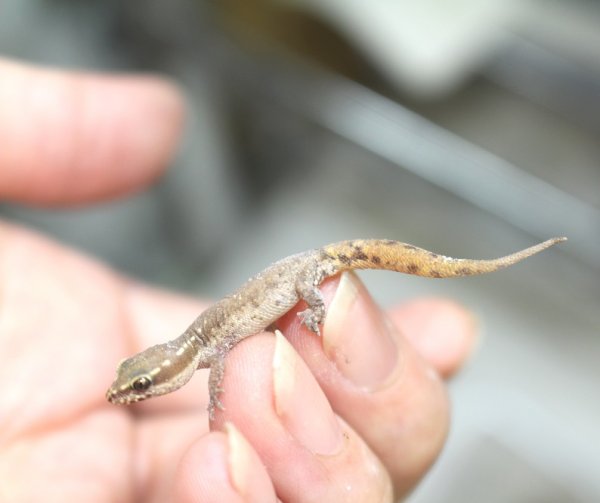 画像3: ブロセトカゲユビヤモリ (3)