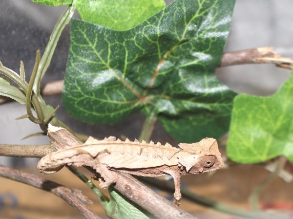 画像10: ブリゴーヒメカメレオン 完売しました♪ (10)