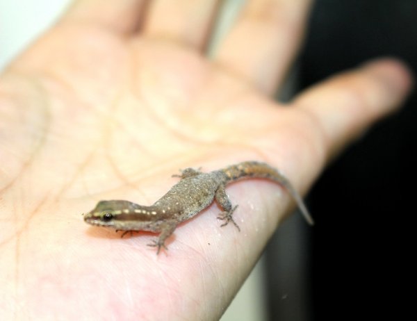 画像6: ブロセトカゲユビヤモリ (6)