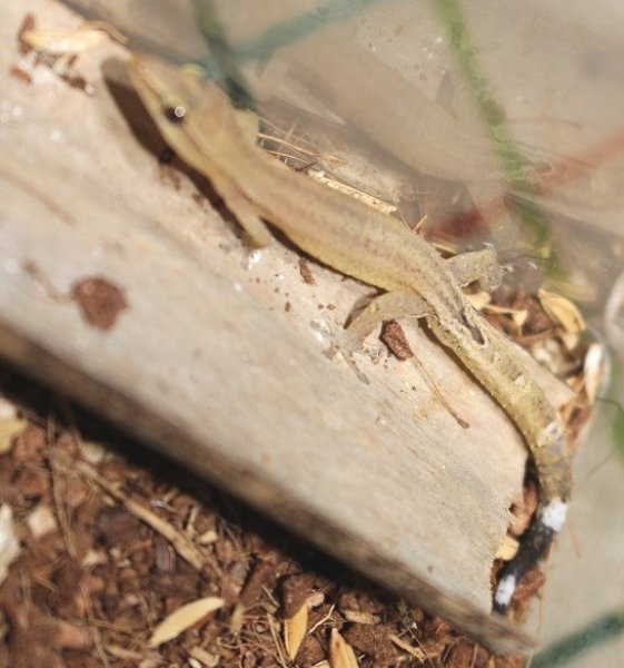 画像7: エベナビアゲッコー　ペア (7)