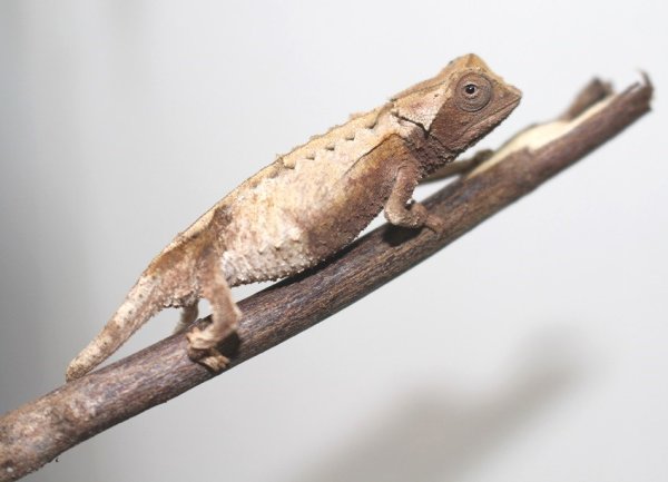 画像6: ブリゴーヒメカメレオン 完売しました♪ (6)