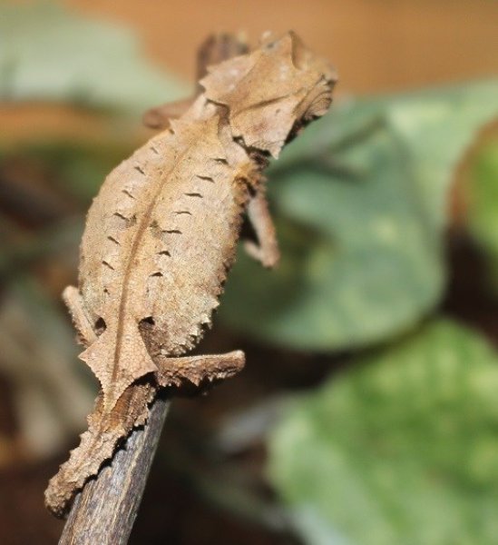 画像4: ブリゴーヒメカメレオン 完売しました♪ (4)